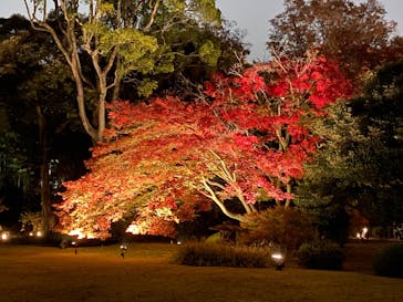 六義園に投稿された画像（2023/11/26）