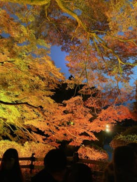 NAKED 紅葉の新宿御苑2023に投稿された画像（2023/11/26）