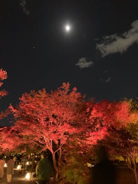 NAKED meets 二条城 2025 観月に投稿された画像（2023/11/26）