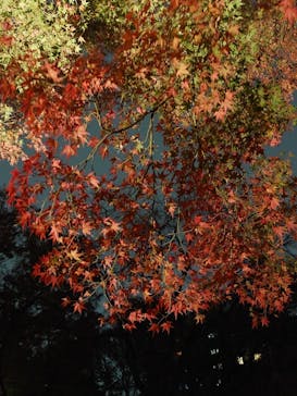 六義園に投稿された画像（2023/11/26）