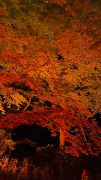 NAKED 紅葉の新宿御苑2023に投稿された画像（2023/11/26）