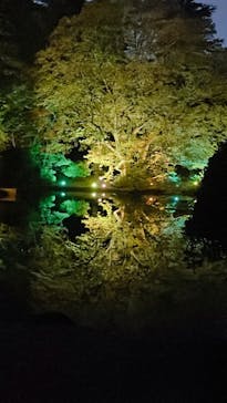 NAKED 紅葉の新宿御苑2023に投稿された画像（2023/11/26）