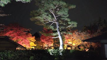 国営昭和記念公園 秋の夜散歩に投稿された画像（2023/11/26）