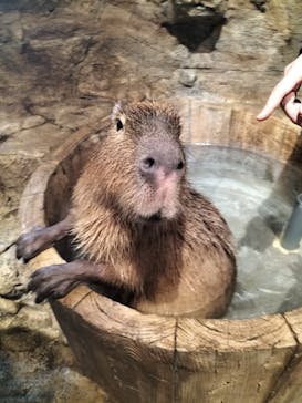 おさるランド＆アニタウン　日光さる軍団劇場に投稿された画像（2023/11/26）