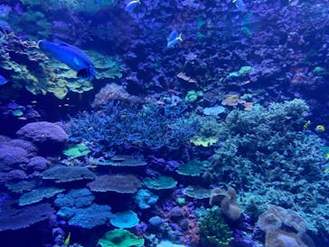 大分マリーンパレス水族館 「うみたまご」に投稿された画像（2023/11/27）