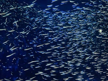 大分マリーンパレス水族館 「うみたまご」に投稿された画像（2023/11/27）