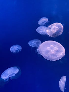 大分マリーンパレス水族館 「うみたまご」に投稿された画像（2023/11/27）