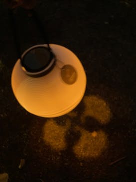 NAKED 紅葉の新宿御苑2023に投稿された画像（2023/11/27）