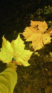 NAKED 紅葉の新宿御苑2023に投稿された画像（2023/11/27）