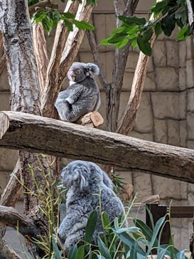 名古屋市東山動植物園に投稿された画像（2023/11/26）