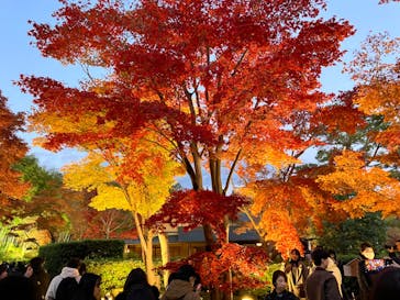 国営昭和記念公園 秋の夜散歩に投稿された画像（2023/11/27）