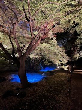 六義園に投稿された画像（2023/11/27）