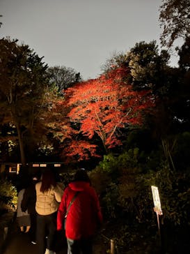 六義園に投稿された画像（2023/11/27）