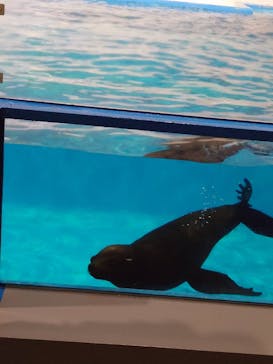 登別マリンパークニクスに投稿された画像（2023/11/27）