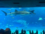 沖縄美ら海水族館に投稿された画像（2023/11/27）