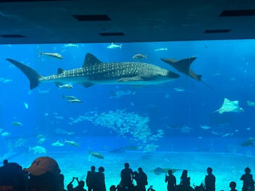 沖縄美ら海水族館に投稿された画像（2023/11/27）