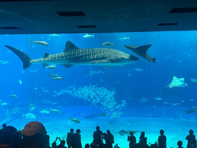 沖縄美ら海水族館の口コミ ｜11月後半と言うのに暑いですね｜アソビュー！