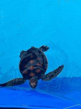 沖縄美ら海水族館に投稿された画像（2023/11/27）