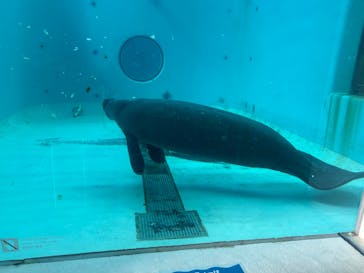 沖縄美ら海水族館に投稿された画像（2023/11/27）