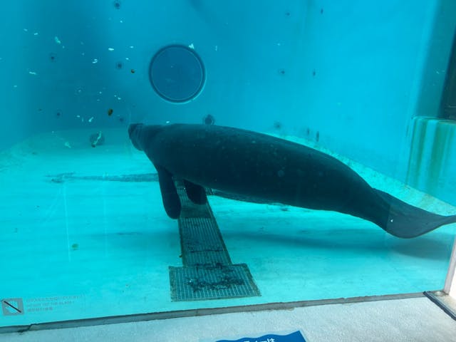 沖縄美ら海水族館の口コミ ｜11月後半と言うのに暑いですね｜アソビュー！