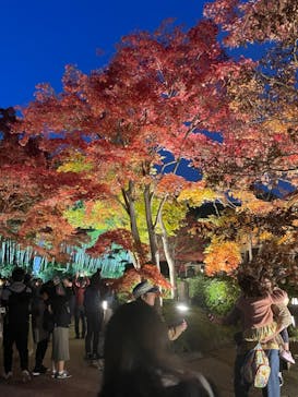 国営昭和記念公園 秋の夜散歩に投稿された画像（2023/11/27）