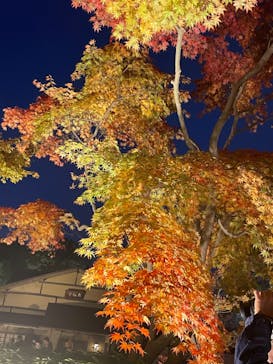 国営昭和記念公園 秋の夜散歩に投稿された画像（2023/11/27）