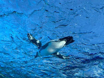 サンシャイン水族館に投稿された画像（2023/11/27）