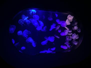 マリンワールド海の中道に投稿された画像（2023/11/27）