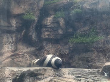 環境水族館アクアマリンふくしまに投稿された画像（2023/11/27）