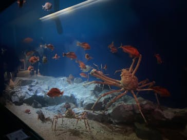 名古屋港水族館に投稿された画像（2023/11/27）