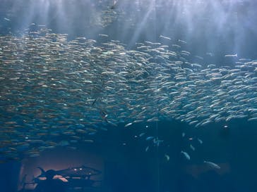 名古屋港水族館に投稿された画像（2023/11/27）