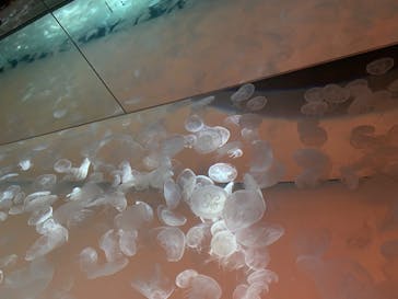 アクアワールド茨城県大洗水族館に投稿された画像（2023/11/27）