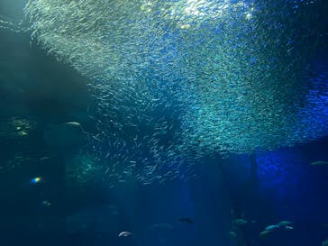 アクアワールド茨城県大洗水族館に投稿された画像（2023/11/27）