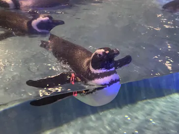 すみだ水族館に投稿された画像（2023/11/27）
