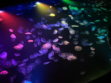 すみだ水族館に投稿された画像（2023/11/27）