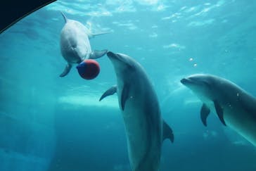 名古屋港水族館に投稿された画像（2023/11/27）