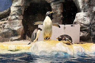 名古屋港水族館に投稿された画像（2023/11/27）
