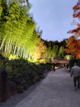 国営昭和記念公園 秋の夜散歩に投稿された画像（2023/11/27）