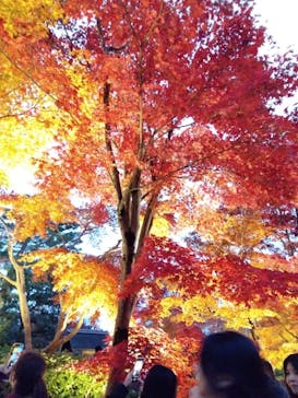 国営昭和記念公園 秋の夜散歩に投稿された画像（2023/11/27）