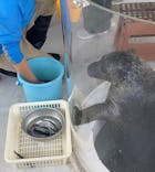 しながわ水族館に投稿された画像（2023/11/27）