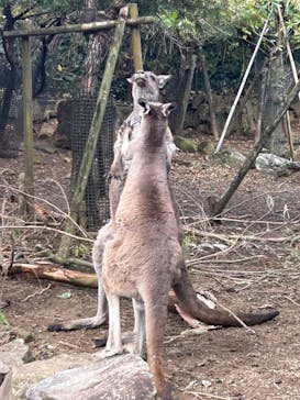 伊豆シャボテン動物公園に投稿された画像（2023/11/27）