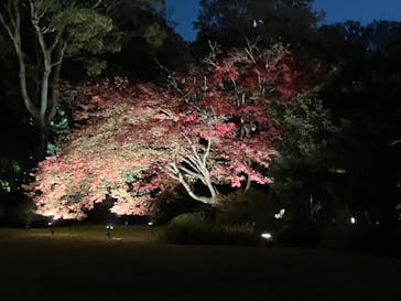 六義園に投稿された画像（2023/11/27）