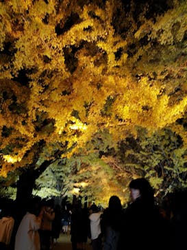 国営昭和記念公園 秋の夜散歩に投稿された画像（2023/11/27）
