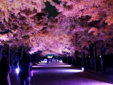 国営昭和記念公園 秋の夜散歩に投稿された画像（2023/11/27）