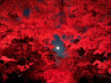 国営昭和記念公園 秋の夜散歩に投稿された画像（2023/11/27）