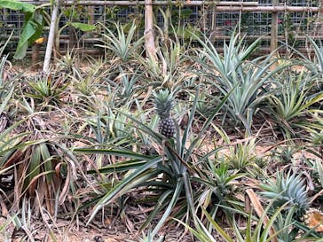 ナゴパイナップルパークに投稿された画像（2023/11/27）