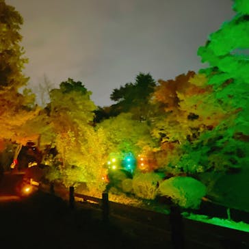 NAKED 紅葉の新宿御苑2023に投稿された画像（2023/11/27）