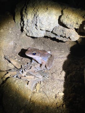 石垣島 ADVENTURE PiPi（イシガキジマアドベンチャーピピ）に投稿された画像（2023/11/27）