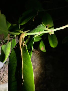 石垣島 ADVENTURE PiPi（イシガキジマアドベンチャーピピ）に投稿された画像（2023/11/27）