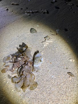 石垣島 ADVENTURE PiPi（イシガキジマアドベンチャーピピ）に投稿された画像（2023/11/27）